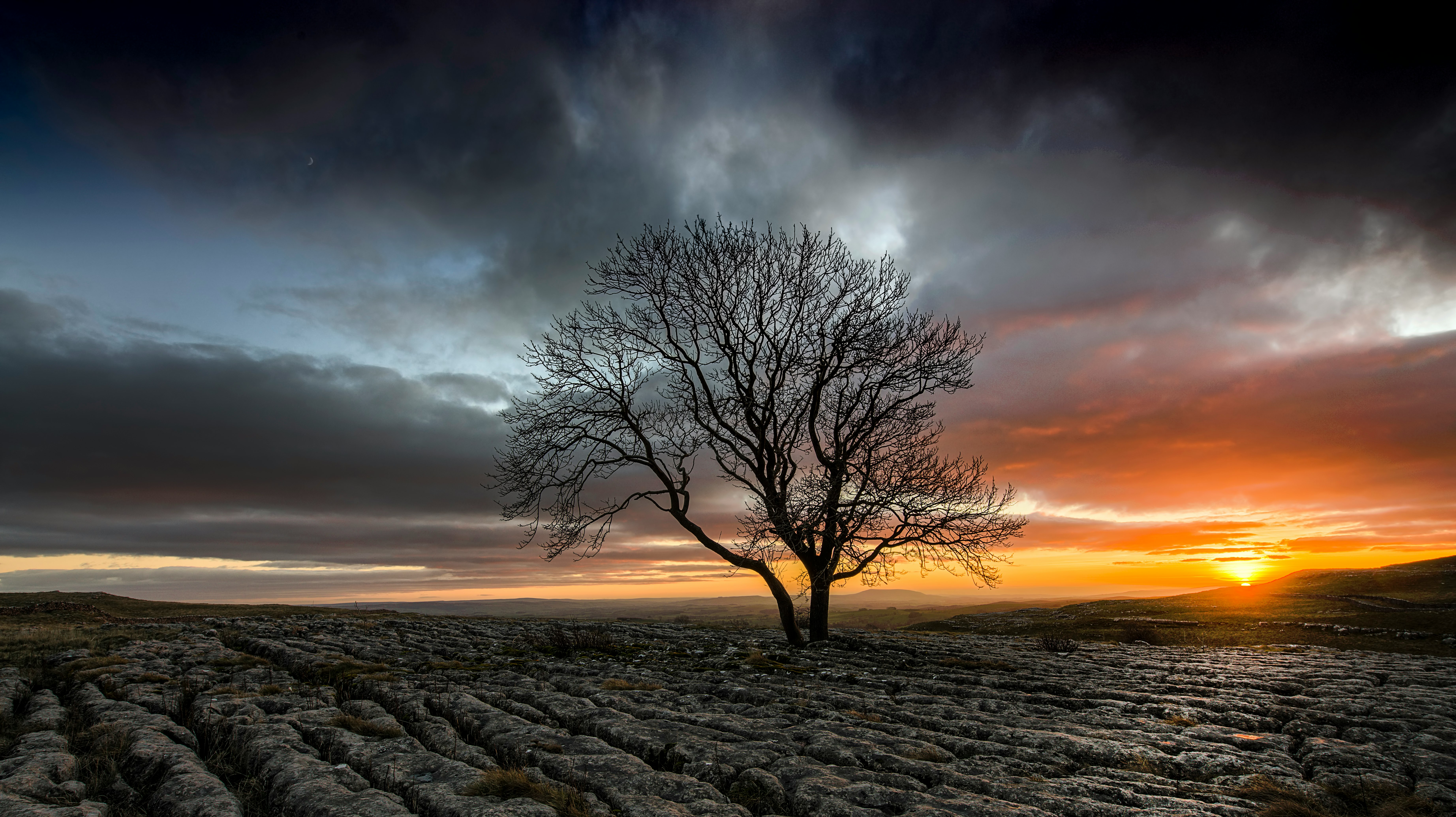 bare tree under gray cloudy sky